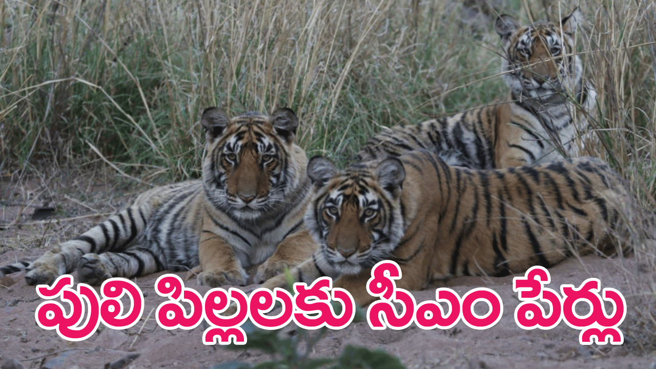 Tiger Cub : పులి పిల్లకు పారాలింపిక్ పతక విజేత అవని లేఖరా పేరు…రాజస్థాన్ సీఎం ట్వీట్