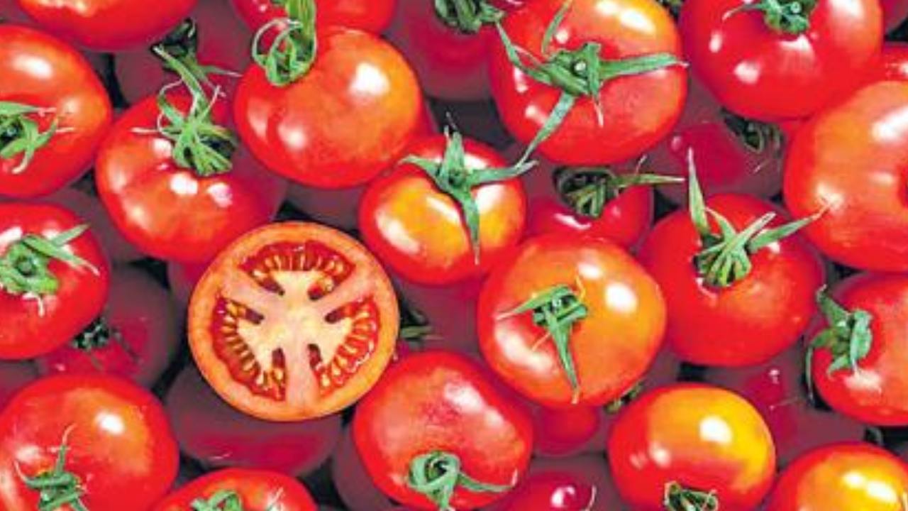 Tomato : టమాట ధర కిలో రూ.155.. ఎక్కడో తెలుసా?