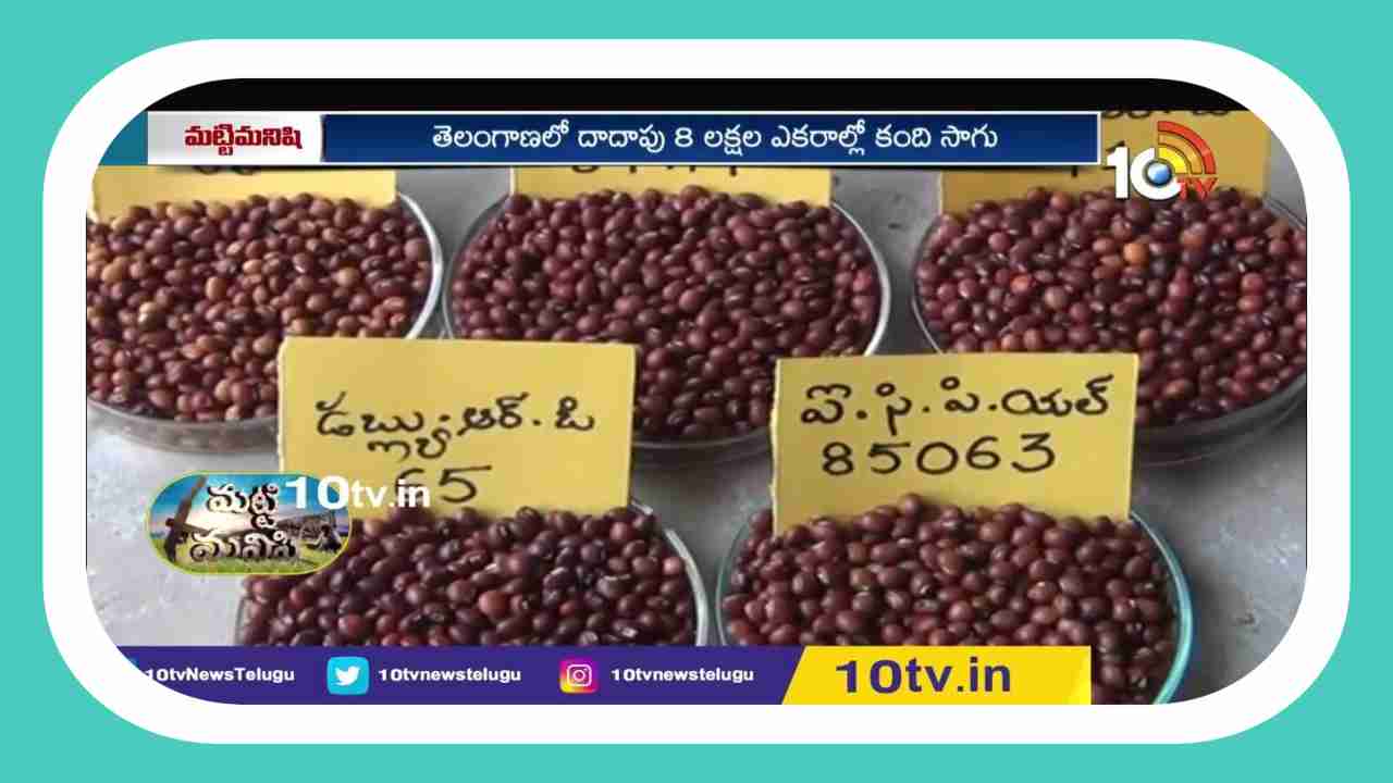 varieties of Warangal Kandi : రైతులకు అందుబాటులో నూతన వరంగల్ కంది రకాలు.. తక్కువ సమయంలోనే అధిక దిగుబడి