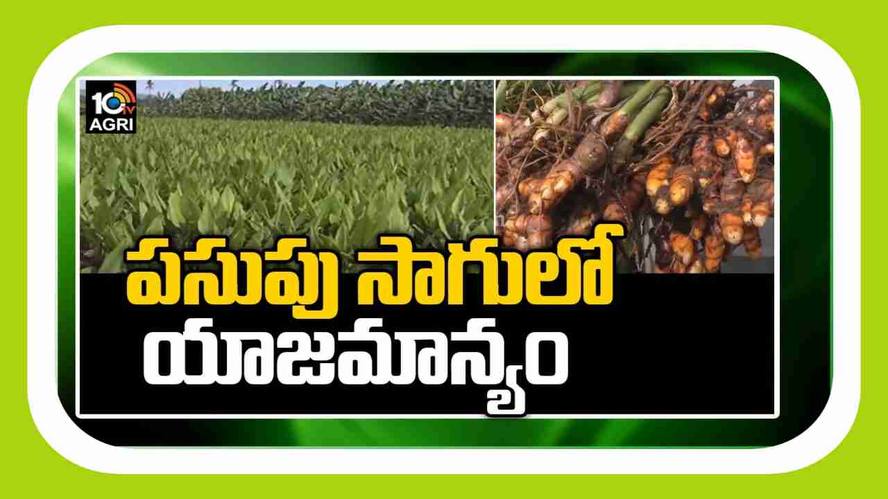 Turmeric Crop Cultivation : పసుపు విత్తేందుకు సిద్ధమవుతున్న రైతులు.. రకాల ఎంపిక, సాగు మెళకువలు