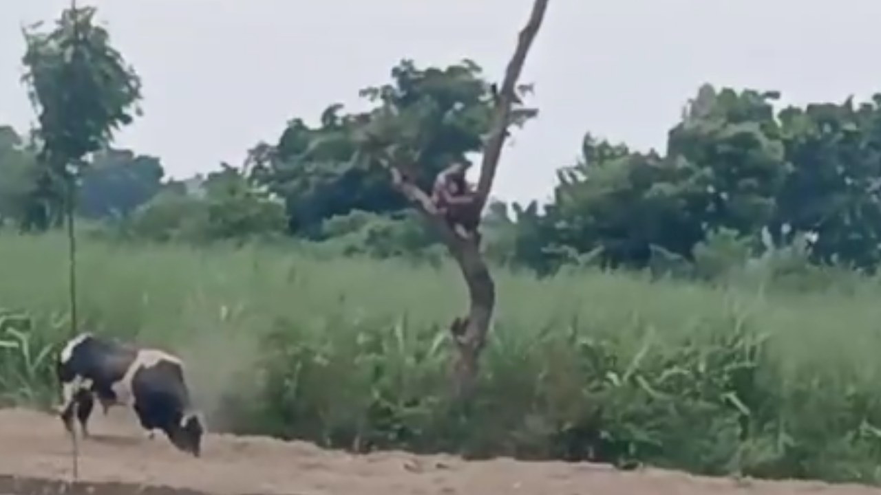 UP Farmer Climbs Tree: పగబట్టిన ఎద్దు.. రెండు గంటలు చెట్టుపైనే రైతు.. వీడియో వైరల్.. అఖిలేశ్ యాదవ్ ఆసక్తికర ట్వీట్