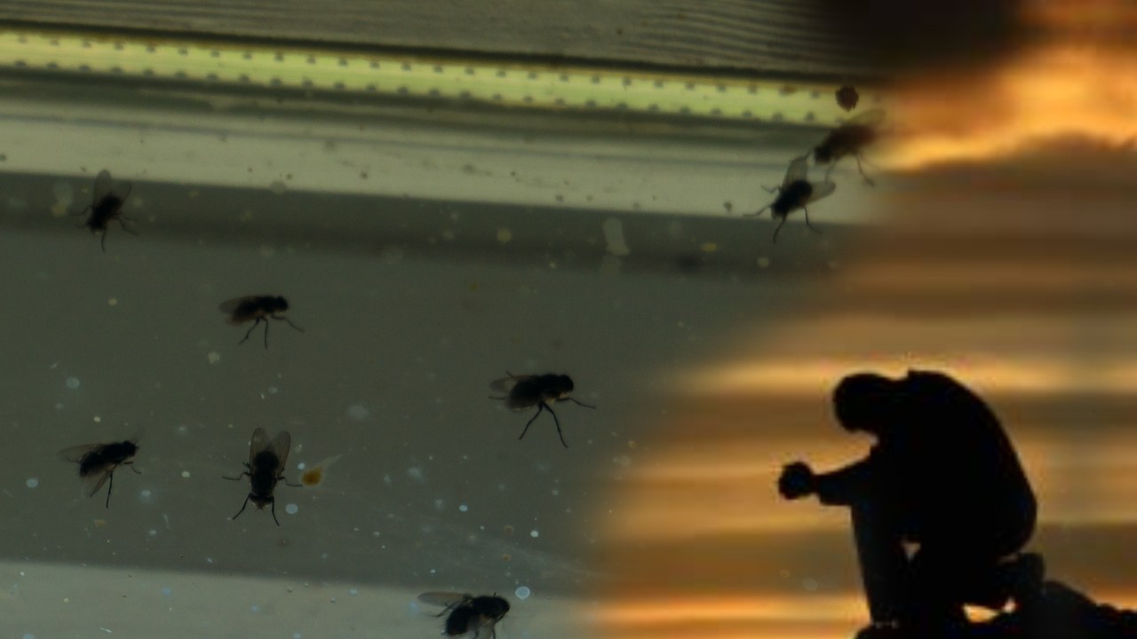 Flies problem in Village : ద్యావుడా..! ఈగల వల్లే ఆ ఊర్లో అబ్బాయిలకు పెళ్లిళ్లు కావటంలేదట.!!