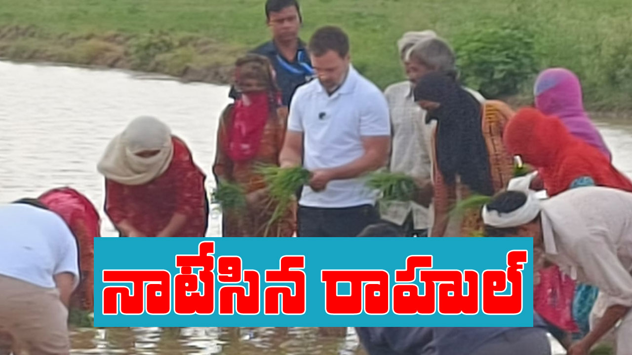 Rahul Gandhi: పొద్దుపొద్దున్నే పొలంలో కనిపించిన రాహుల్ గాంధీ
