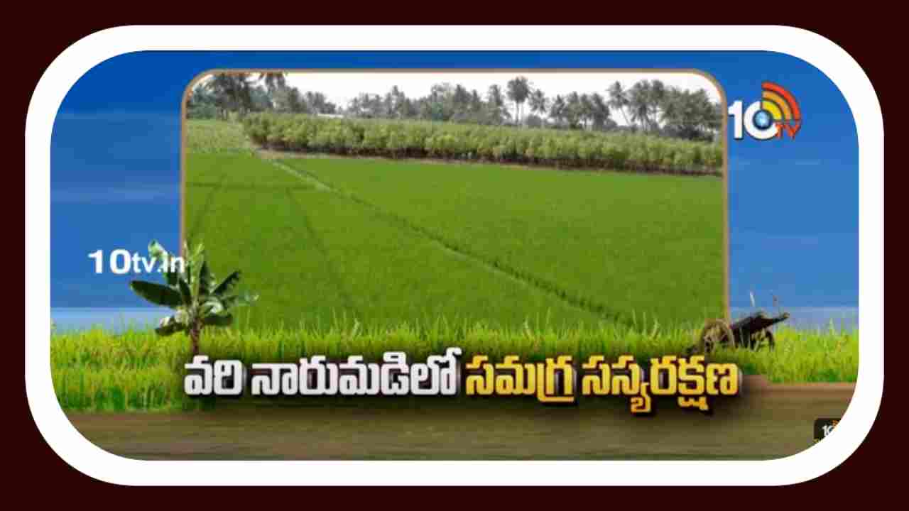 Vari Naarumadi : వరి నారుమడిలో సమగ్ర సస్యరక్షణ