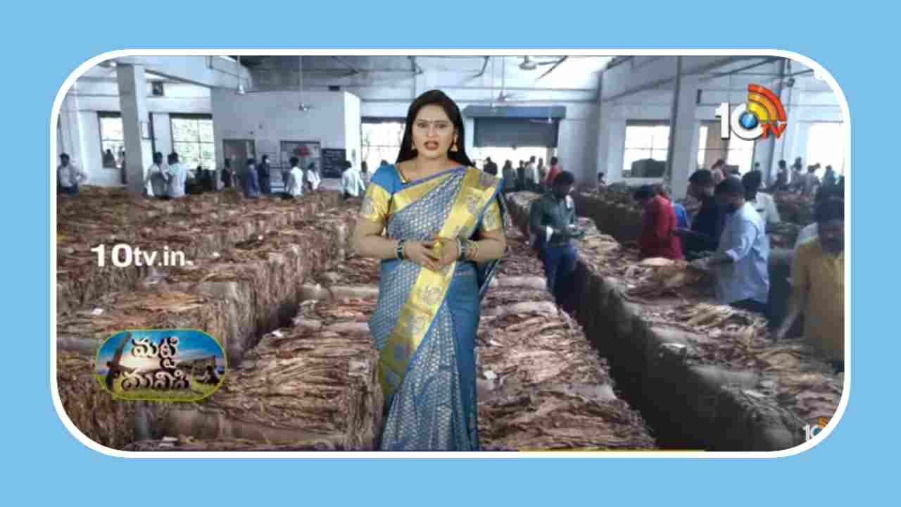 Virginia Tobacco : ట్రిపుల్‌ సెంచరీ దిశగా పొగాకు ధరలు