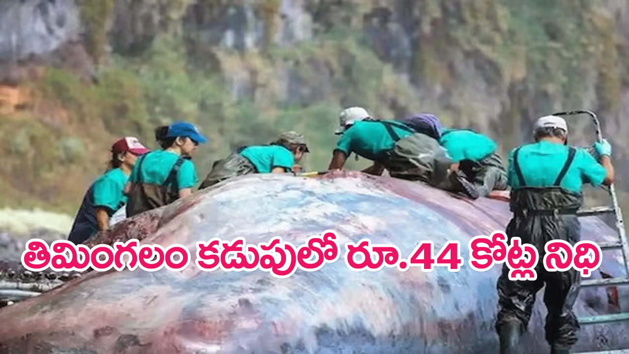 Whale Of Fortune : తిమింగలం కడుపులో రూ.44 కోట్ల అంబర్‌గ్రిస్‌ నిధి!