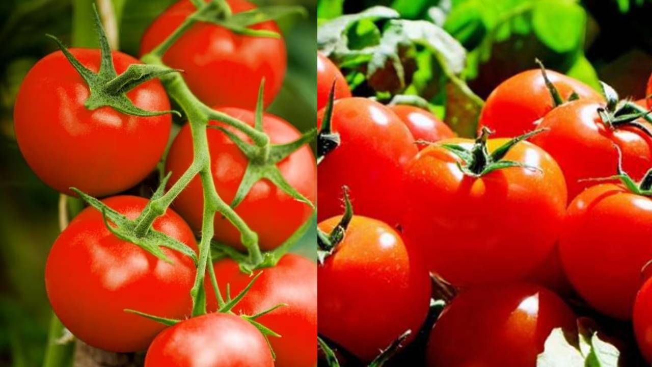 Alternative To Tomatoes : టమాటాలకు బదులు ఇవి వాడుకోండి .. వంటకాలకు రుచికి రుచీ..డబ్బు కూడా ఆదా..