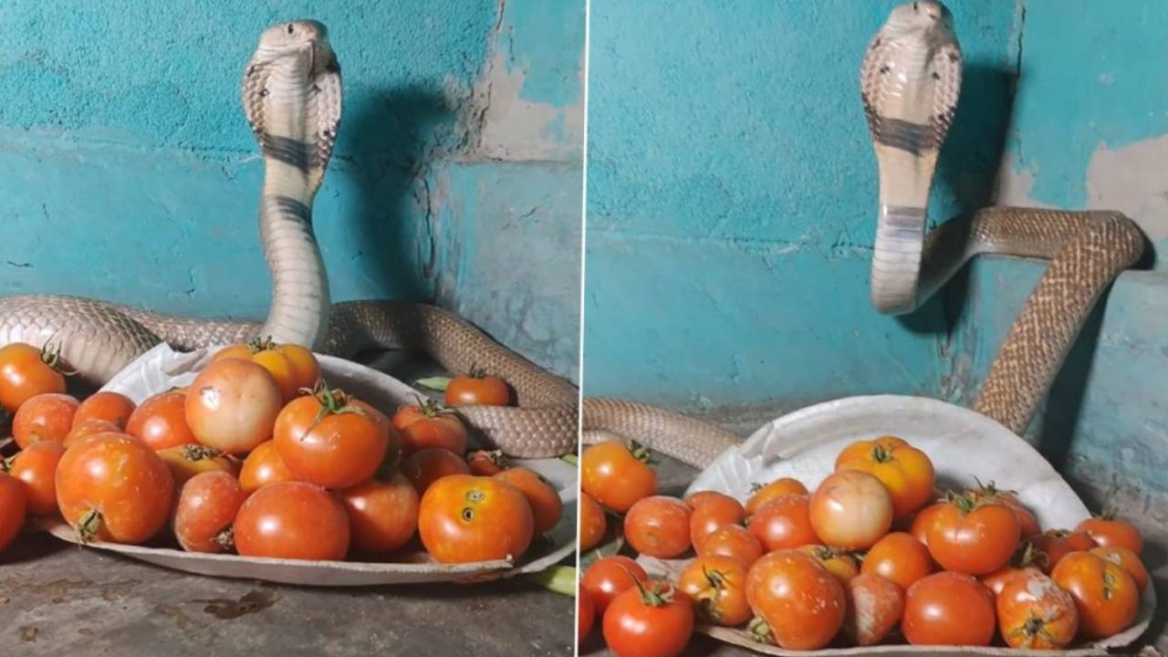 Cobra Guards Tomatoes : టమాటాలకు కాపలాగా నాగుపాము