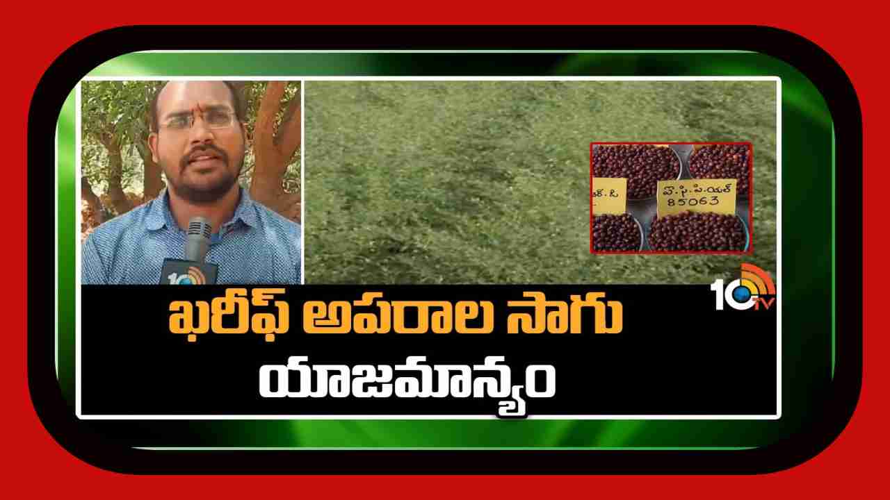 Cultivation Of Kharif Crops : ఖరీఫ్ అపరాల సాగులో యాజమాన్యం