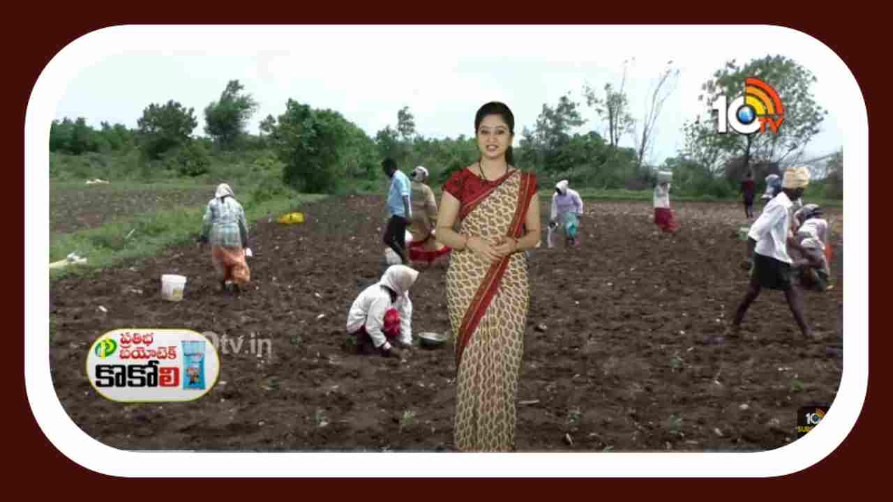 Kharif Chilli Cultivation : ఖరీఫ్ మిర్చి సాగుకు సిద్దమవుతున్న రైతులు.. అధిక దిగుబడుల కోసం మేలైన యాజమాన్యం