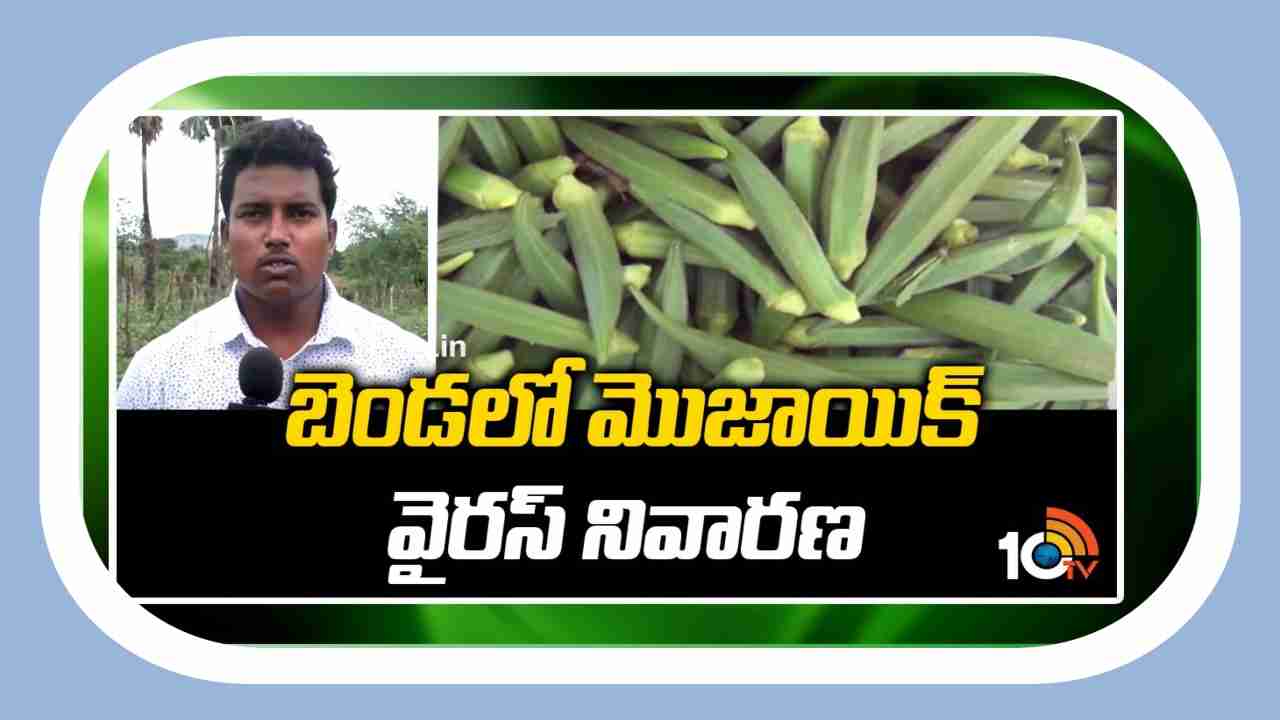 ladies finger Cultivation : బెండతోటలకు  మొజాయిక్  వైరస్ ఉధృతి.. నివారణకు శాస్త్రవేత్తల సూచనలు