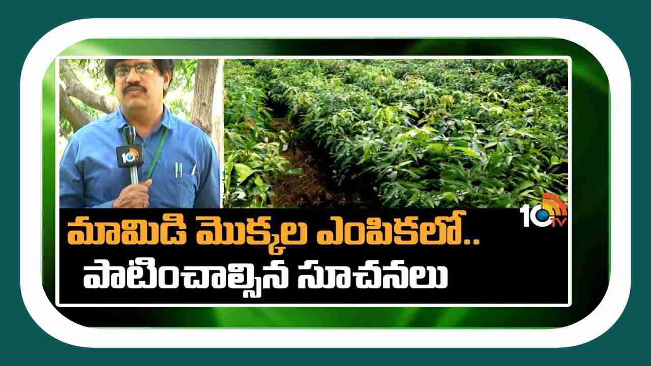 Plant Mango : మామిడి నాటేందుకు తొలకరి అనువైన సమయం.. మార్కెట్ గిరాకీకి అనుగుణంగా రకాలు ఎంపిక