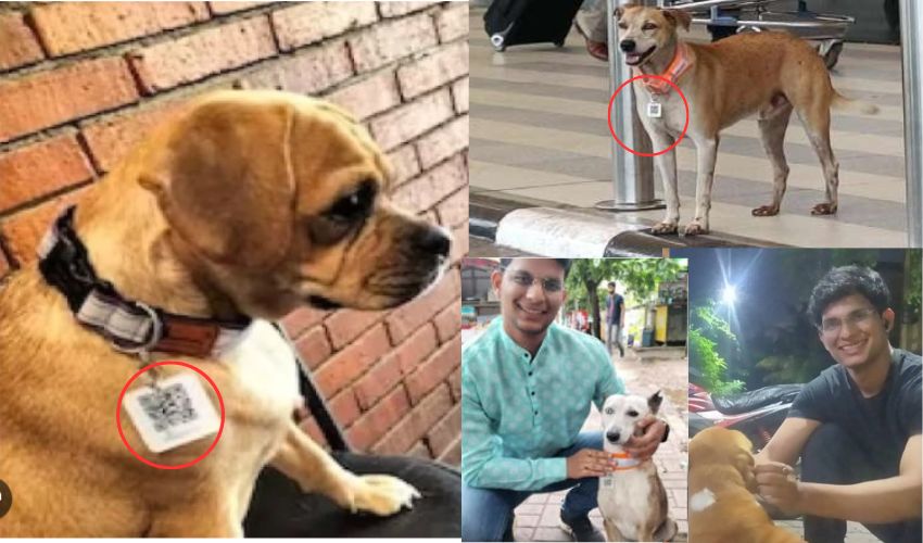 Aadhaar for Stray Dogs : వీధి కుక్కలకు ఆధార్ కార్డులు .. వాటి మెడలోనే క్యూఆర్ కోడ్‌ కార్డు