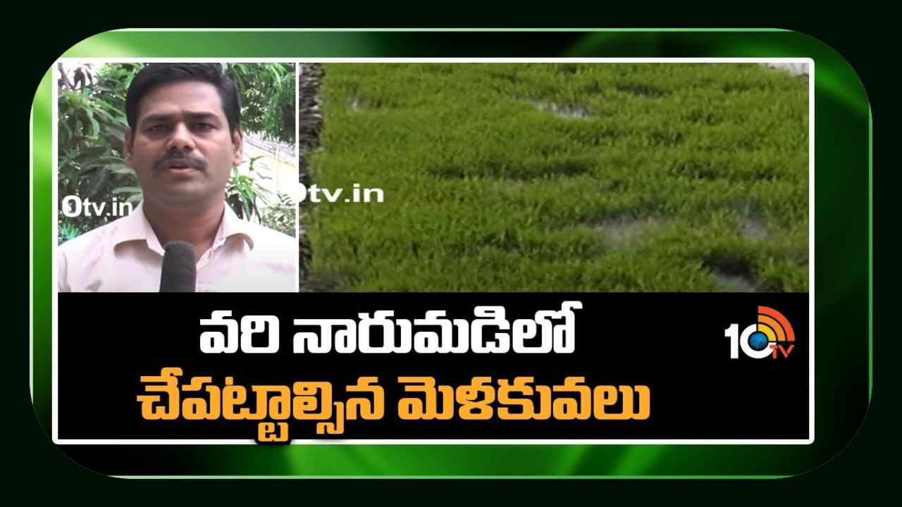Paddy Cultivation : ఖరీఫ్ వరి నారుమడులు పోస్తున్న రైతులు.. నాణ్యమైన నారుకోసం మేలైన యాజమాన్యం