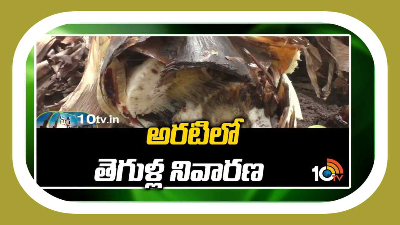 Pests in Banana : అరటిలో తెగుళ్ల నివారణ