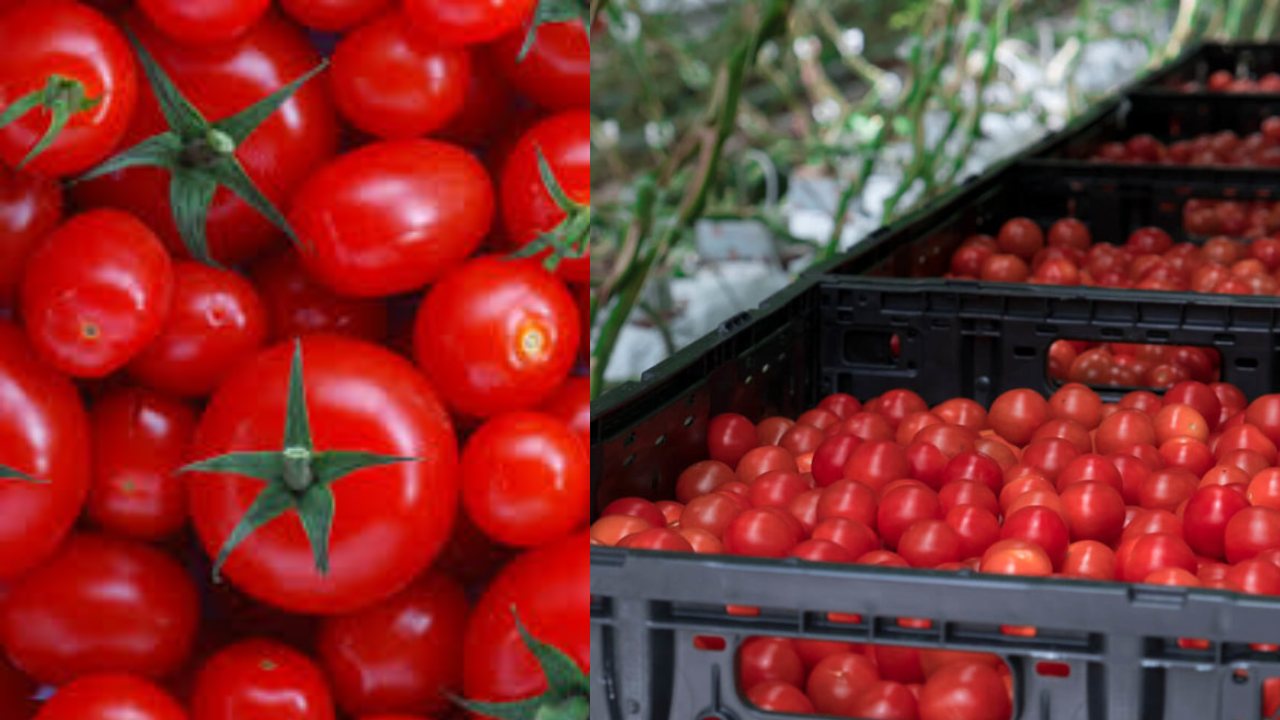 Tomato Price : మార్కెట్‌కు తరలిస్తున్న టమాటాల వాహనం చోరీ ..