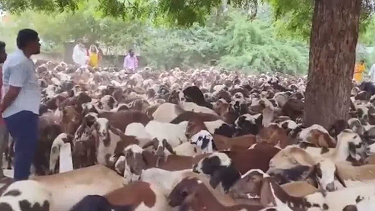 Chandrababu Naidu: తహసీల్దార్ ఆఫీసులోకి వేలాది గొర్రెలను తోలి.. కాపరులు నిరసనకు దిగాల్సి వచ్చింది: వీడియో పోస్ట్ చేసిన చంద్రబాబు