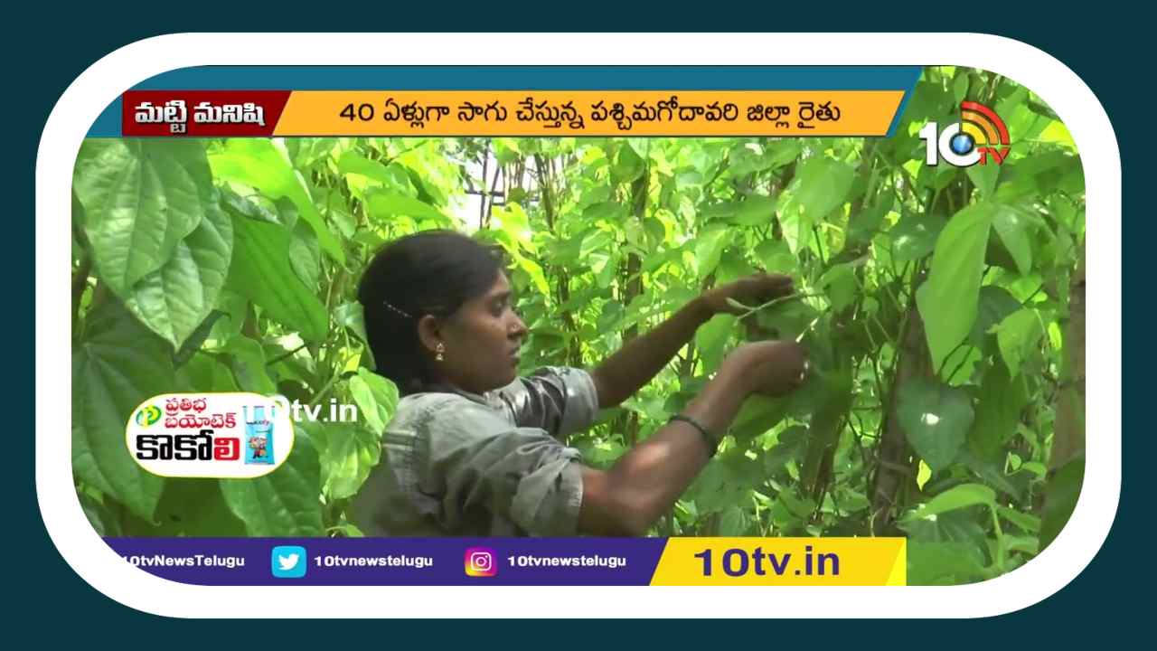 Betel Plantations : తగ్గిపోతున్న తమలపాకు తోటల సాగు