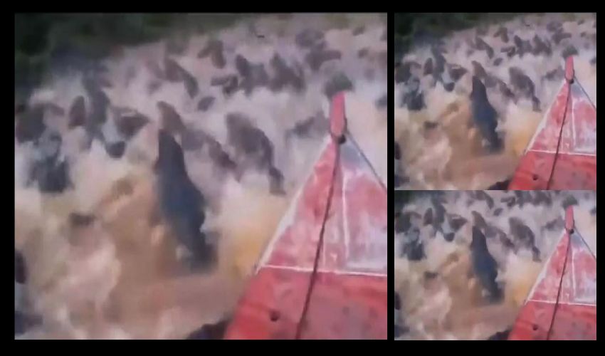 Crocodiles River : ఓరి నాయనో ఇది మొసళ్ల లోకమా ఏంటీ..? పట్టు తప్పి పడితే ఎముకలు కూడా మిగలవు