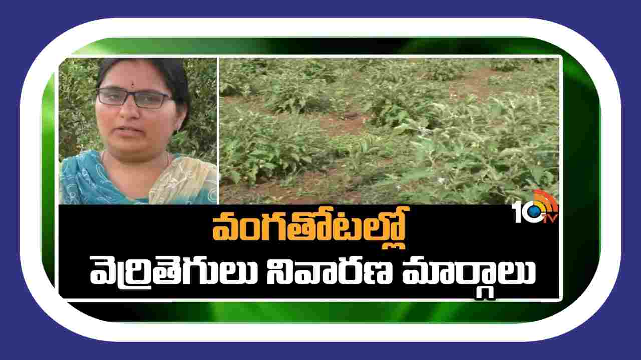 Brinjal Crop : వంగతోటలను నష్టపరుస్తున్న వెర్రితెగులు.. నివారణకు సమగ్ర సస్యరక్షణ చర్యలు