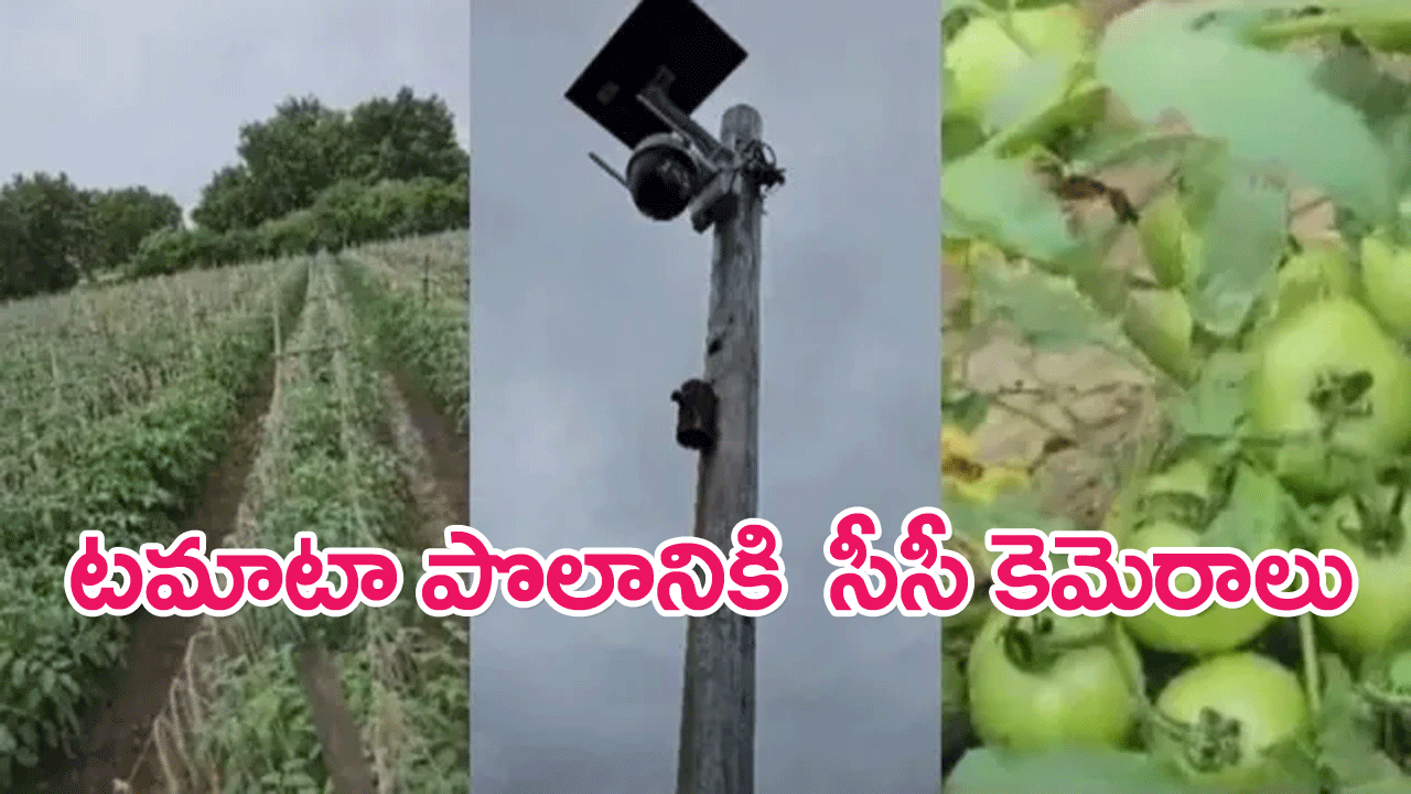 CCTV Camera : టమాటా పొలంలో సీసీటీవీ కెమెరాలు…మహారాష్ట్ర రైతు ప్రయోగం