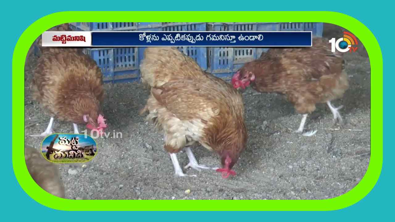 Natu Kolla Pempakam : వర్షాకాలంలో పెరటికోళ్ల సంరక్షణ