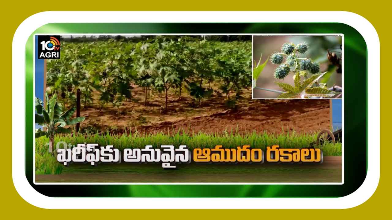 Castor Cultivation : ఖరీఫ్ కు అనువైన ఆముదం రకాలు