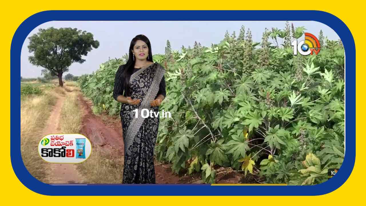Castor Cultivation : ఆముదం సాగులో మెళకువలు