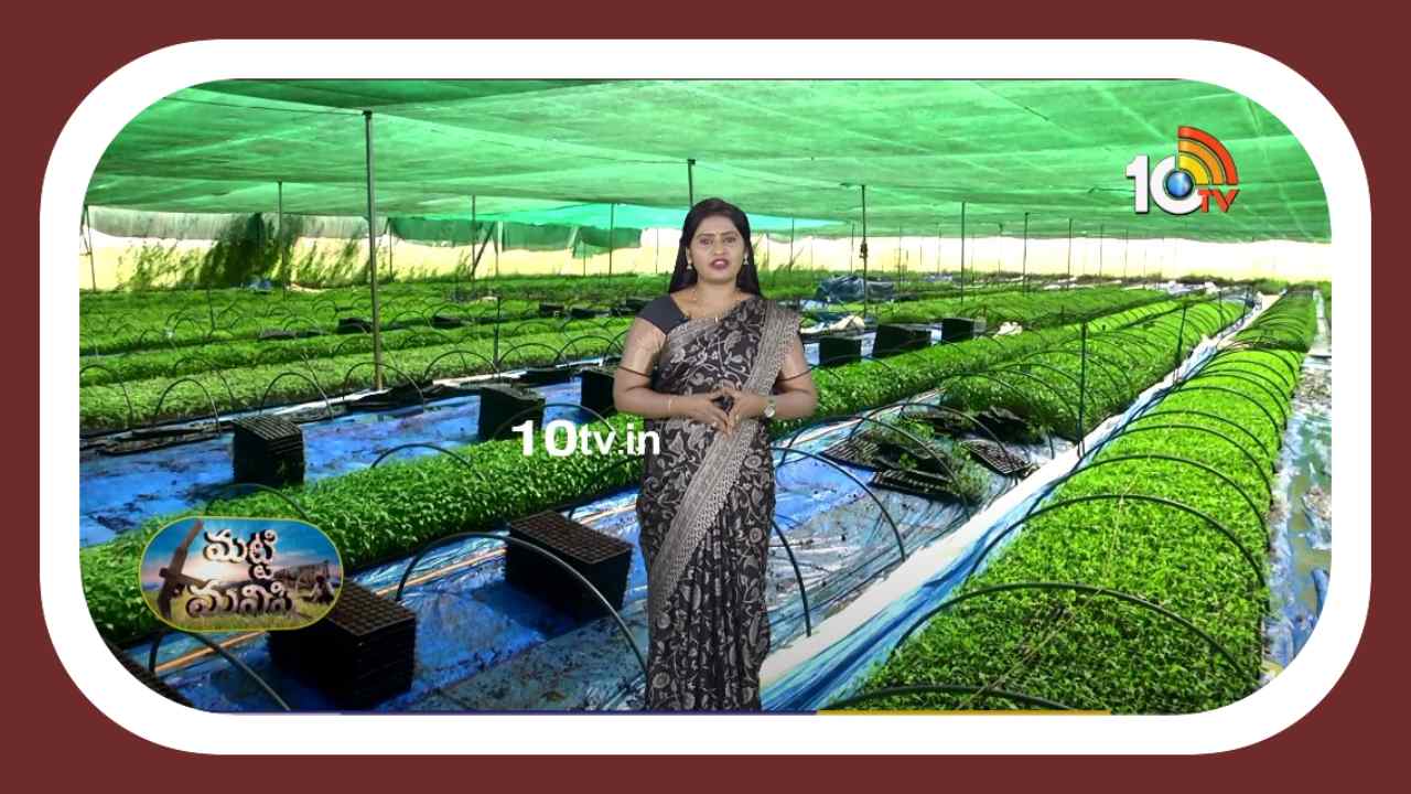 Chilli Cultivation : మిరప నార్లు పోస్తున్న రైతులు.. నాణ్యమైన నారుకోసం పాటించాల్సిన యాజమాన్యం