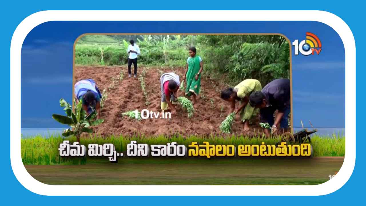Chima Mirchi : చీమ మిర్చి.. దీని కారం నషాలం అంటుతుంది