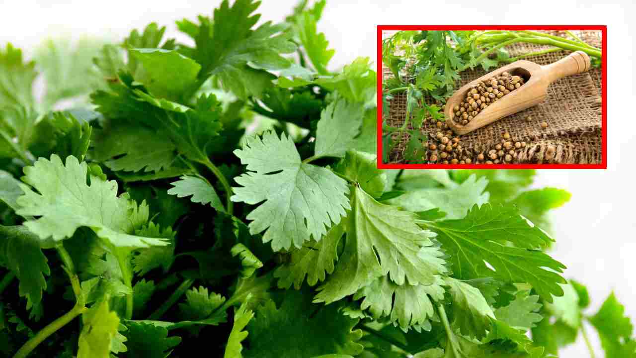 Blood Sugar : రక్తంలో చక్కెర స్ధాయిలను నియంత్రించటంలో కొత్తిమీర సహాయపడుతుందా ?