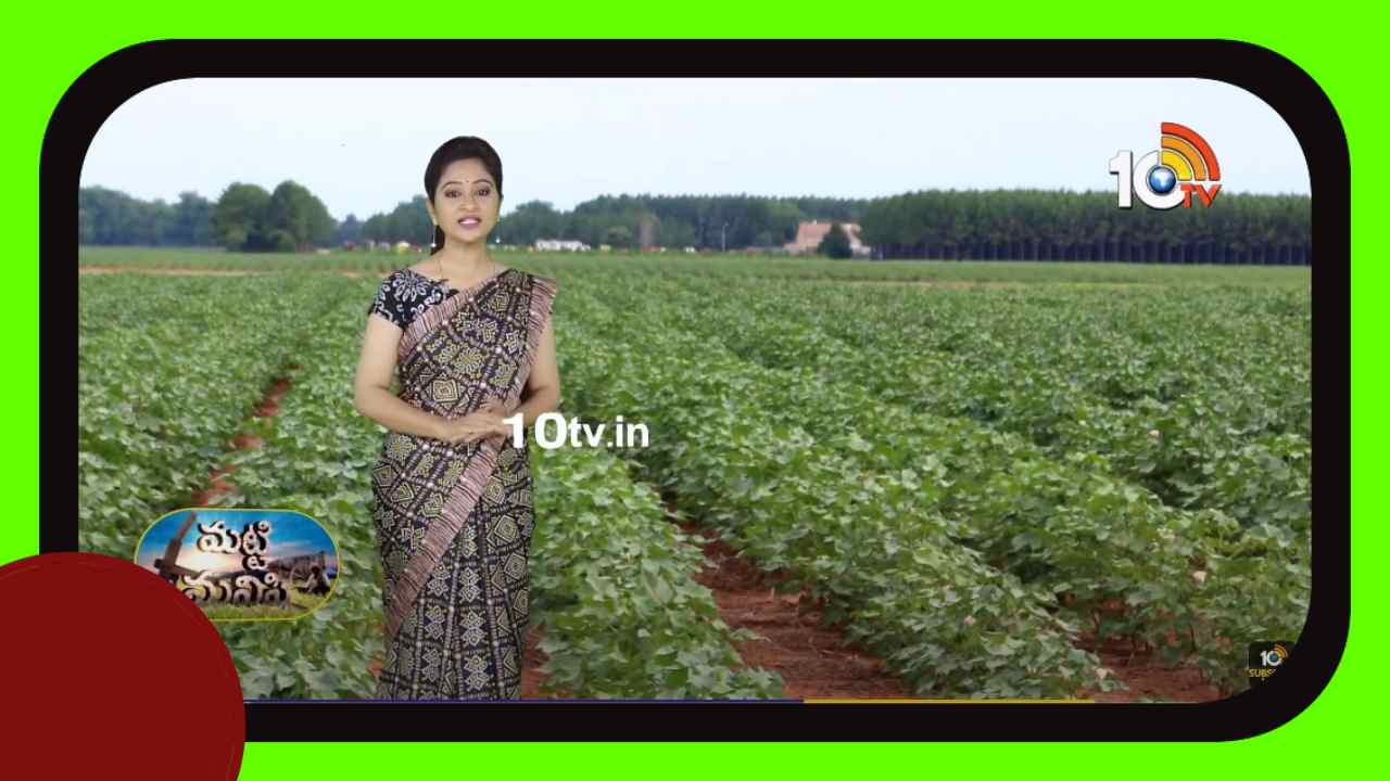 Cotton Crop : పత్తిలో చేపట్టాల్సిన యాజమాన్య పద్ధతులు
