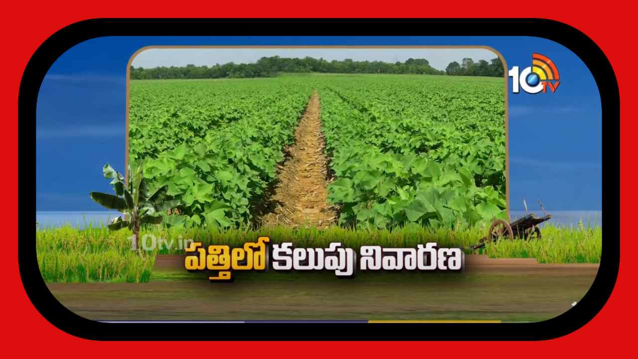 Cotton Crop : ఖరీఫ్ పత్తిలో కలుపు నివారణకు చేపట్టాల్సిన చర్యలు
