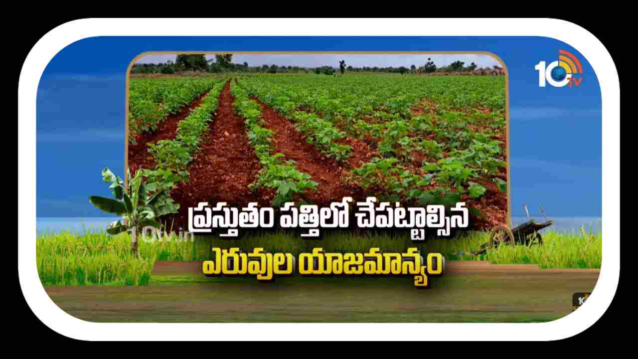Cotton Crop : ప్రస్తుతం పత్తిలో చేపట్టాల్సిన ఎరువుల యాజమాన్యం