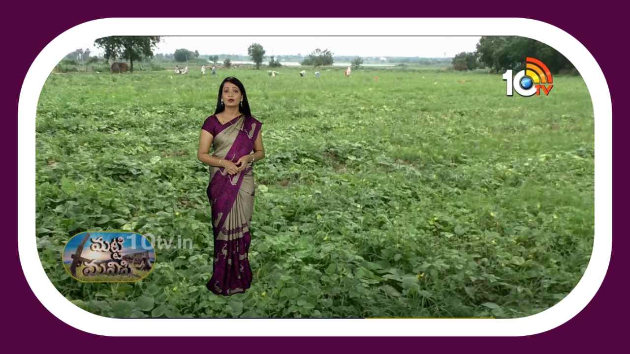 Cucumber Cultivation : బోరాన్ లోపంతో తగ్గుతున్న దోస దిగుబడులు.. నివారణకు శాస్త్రవేత్తల సూచనలు