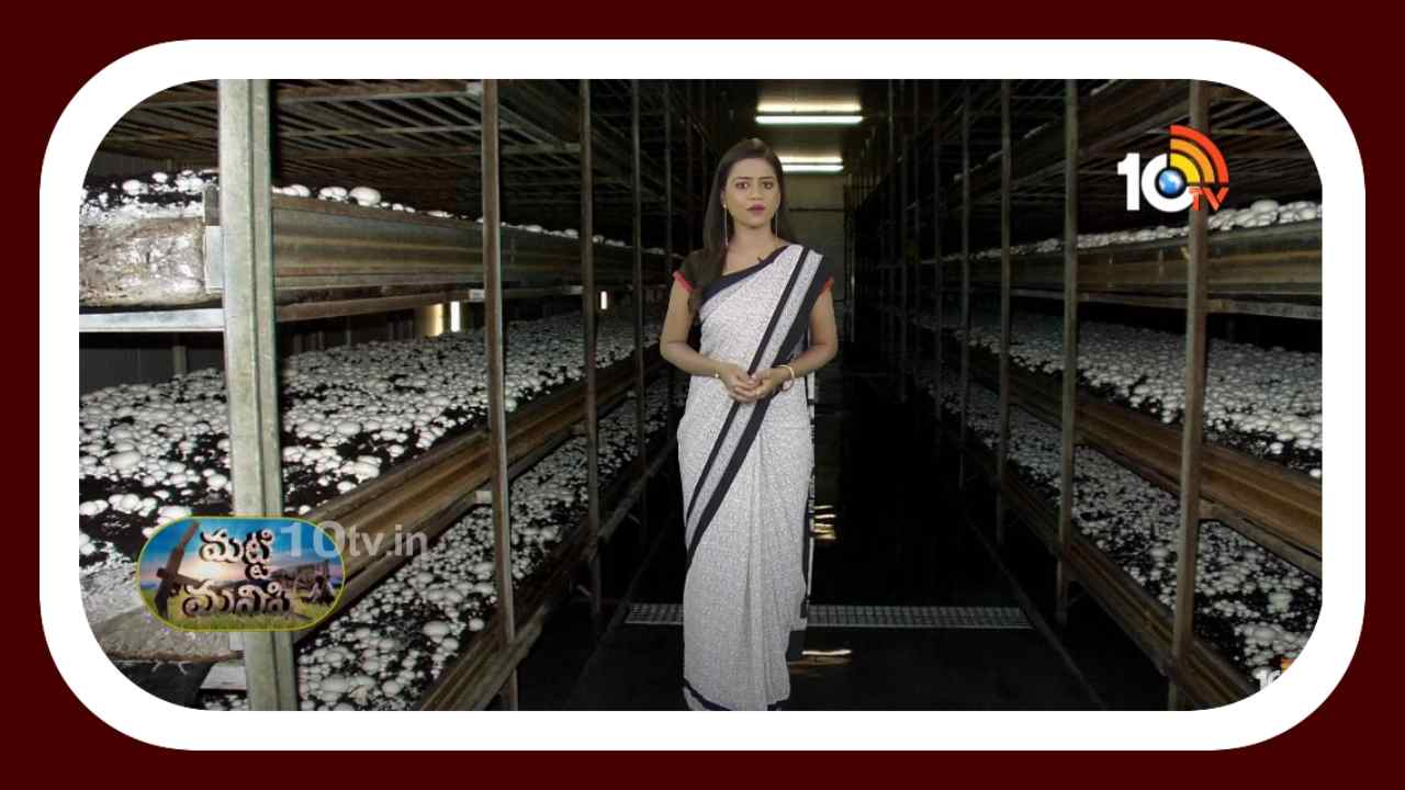 Cultivation of Mushrooms : ఏడాది పొడవునా ఆదాయం పొందే అవకాశం.. కుటీరపరిశ్రమగా పుట్టగోడుగుల పెంపకం