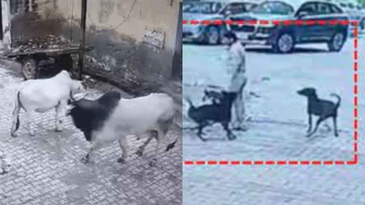 Dogs Bulls Attack : వామ్మో.. రెచ్చిపోయిన వీధి కుక్కలు, ఎద్దు.. ఎలా దాడి చేశాయో చూడండి.. షాకింగ్ వీడియోలు