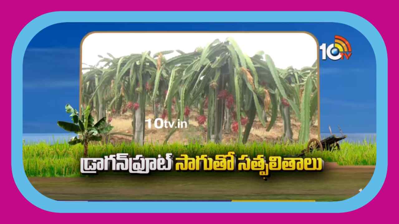 Dragon Fruit Cultivation : డ్రాగన్ ఫ్రూట్ సాగుతో మంచి సత్ఫలితాలు