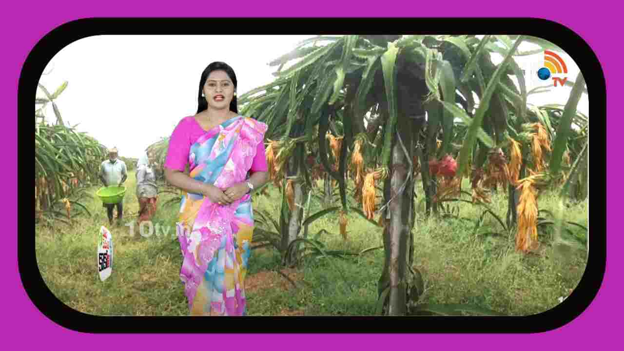 Dragon Fruit Cultivation : జైన్ రకం డ్రాగన్ ఫ్రూట్ సాగు ఏడాదికి రూ. కోటీ 50 లక్షల ఆదాయం