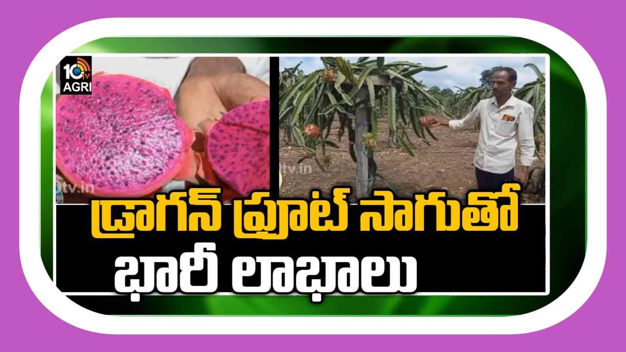 Dragon Fruit Cultivation : డ్రాగన్ ఫ్రూట్ సాగుతో సత్ఫలితాలు