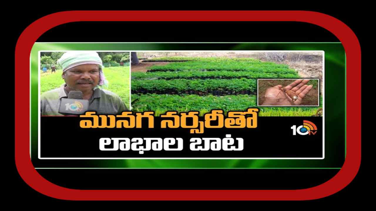 Drumstick Cultivation : ఉపాధి మార్గంగా మునగ నర్సరీ.. బైబ్యాక్ ఒప్పందంపై పంట సాగు