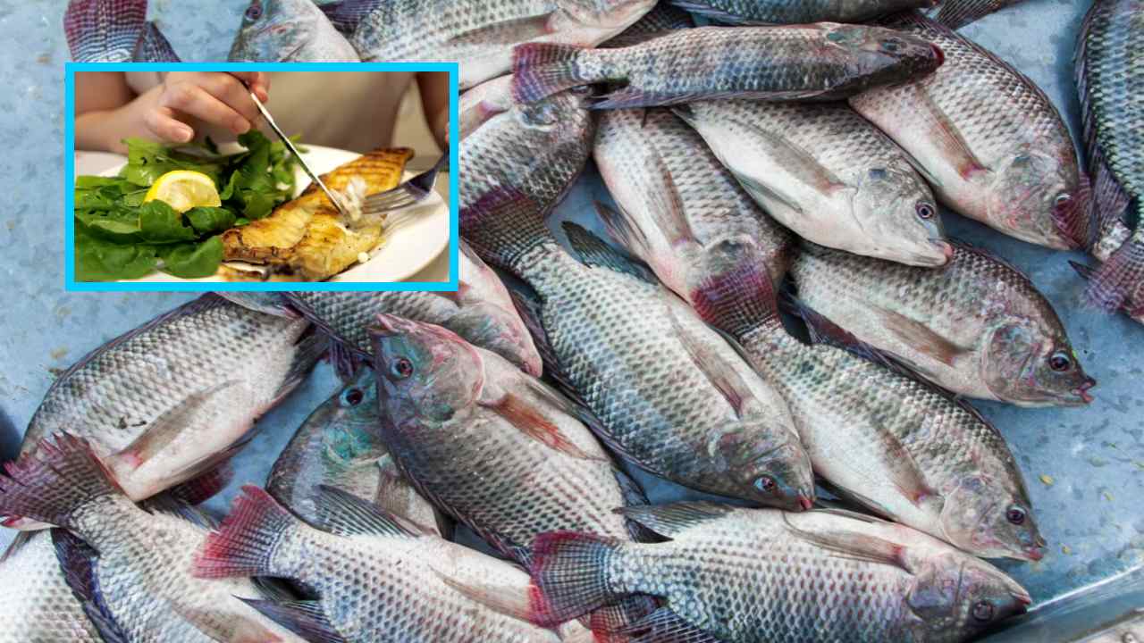 Eating Too Much Fish : చేపలను ఎక్కువగా తినడం వల్ల పేగు ఆరోగ్యంపై ప్రభావంపడుతుందా ?