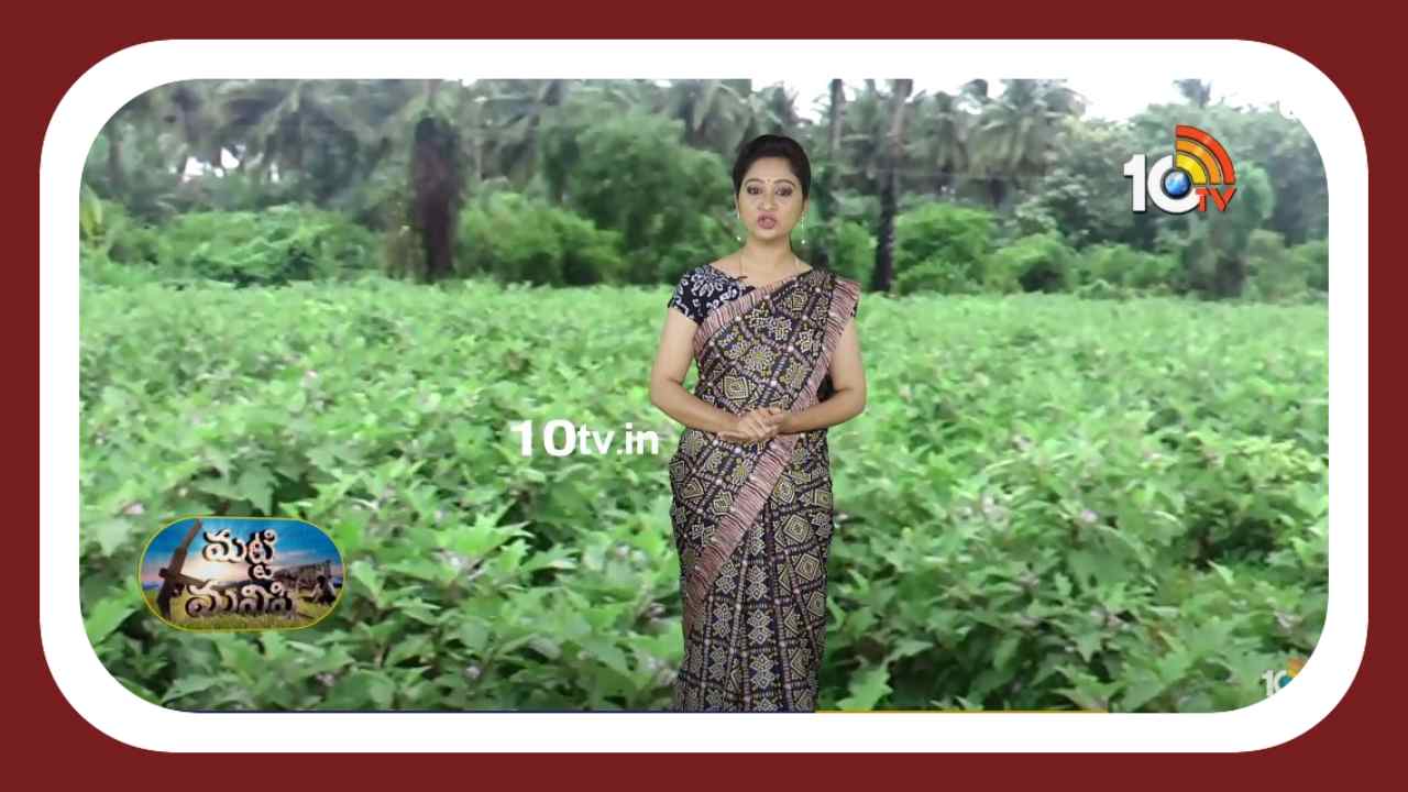 Eggplant Gardens : వంగలో ఎర్రనల్లి ఉధృతి.. నివారణకు శాస్త్రవేత్తల సూచనలు