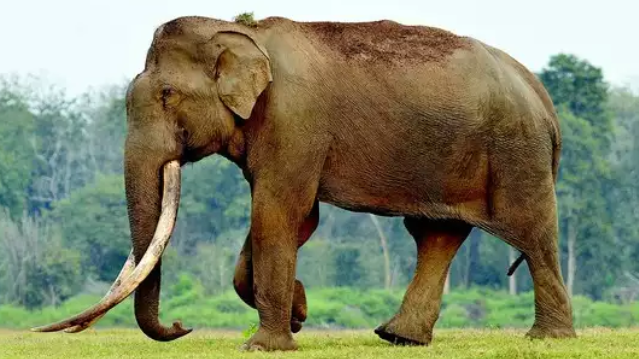 Elephant Killed Couple : చిత్తూరు జిల్లాలో దంపతులను తొక్కి చంపిన ఏనుగు