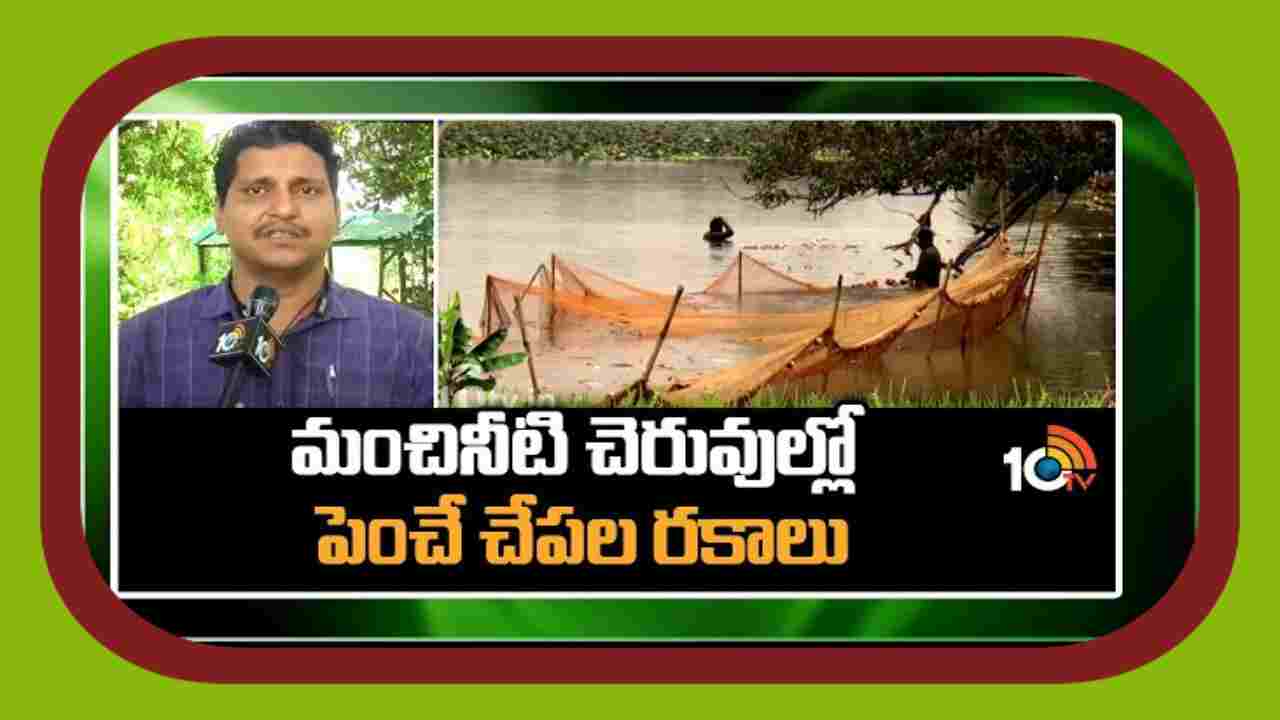 Fish Farming : మంచినీటి చెరువుల్లో పెంచే చేప రకాలు