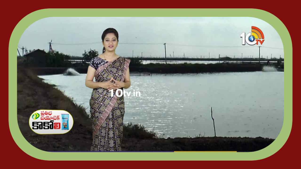 Fish Farming : మంచినీటి చేపల పెంపకంతో సత్ఫలితాలు సాధిస్తున్న కృష్ణా జిల్లా రైతు