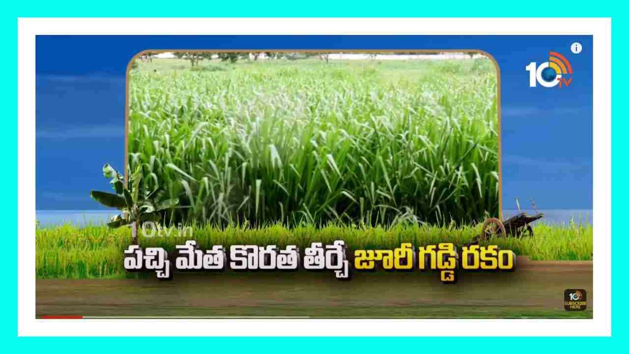 Green Fodder : పచ్చి మేత కొరత తీర్చే జూరీ గడ్డి రకం