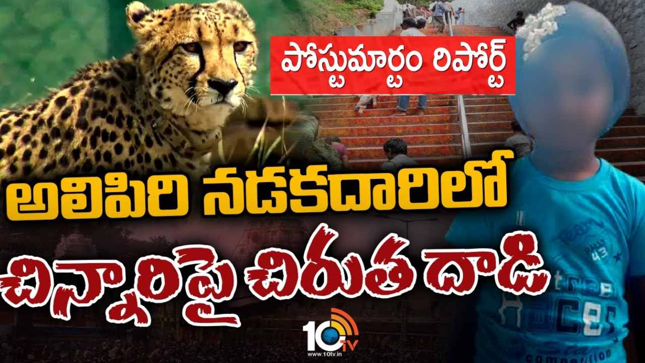 Tirumala Cheetah Attack : తిరుమలలో బాలికను చిరుత చంపినట్లు పోస్టుమార్టం రిపోర్టు