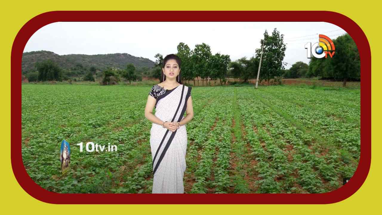 Green Gram Cultivation : ఆలస్యంగా పంటలు వేసే ప్రాంతాలకు అనువైన పెసర.. అధిక దిగుబడల కోసం మేలైన యాజమాన్యం
