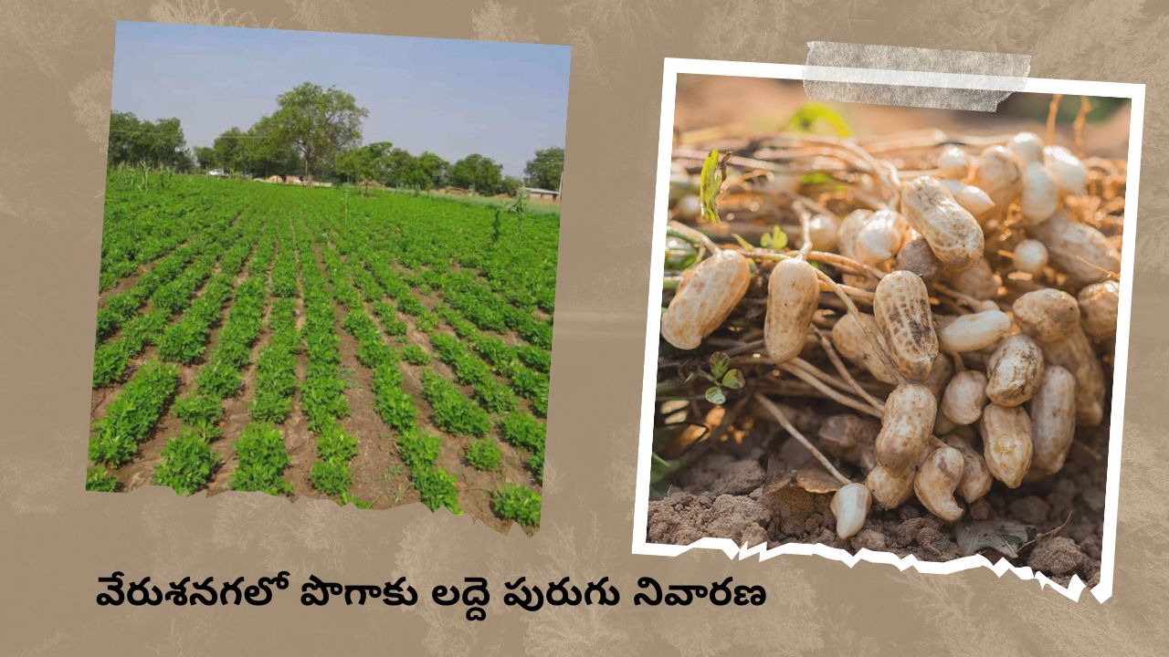 Groundnut Crop : వేరుశనగలో పంటను ఆశించే పొగాకు లద్దె పురుగు.. నివారణ చర్యలు